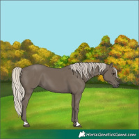 Horse Color:Silver Smoky Black 