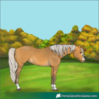 Horse Color:Silver Buckskin 