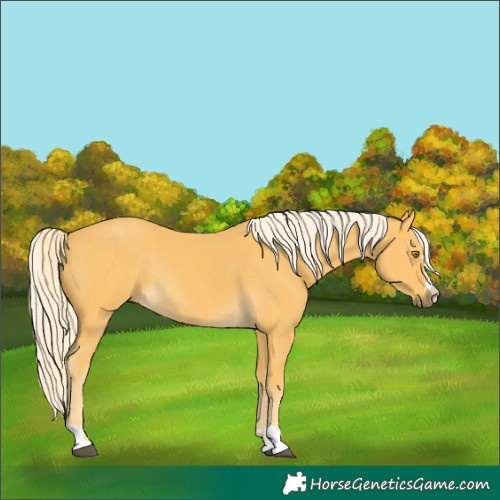 Horse Color:Palomino Rabicano