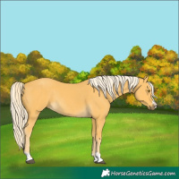 Horse Color:Palomino Rabicano 