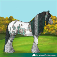Horse Color:Plaid  Bay Ice Tobiano Appaloosa 