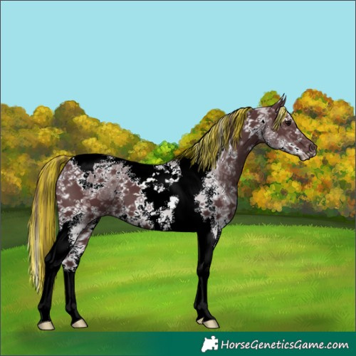 Horse Color:Painted Chocolate Black Sabino Tobiano 