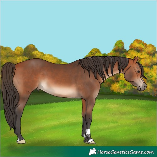 Horse Color:Bay 