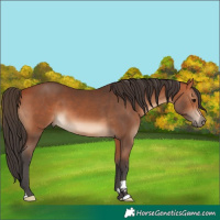 Horse Color:Bay 