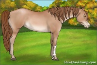 Horse Color:Bay Pearl 