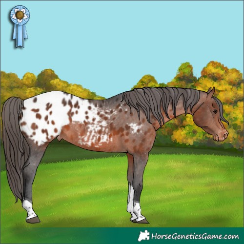 Horse Color:Bay Tobiano Appaloosa 