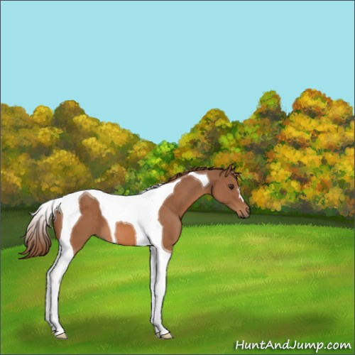 Horse Color:Chestnut Tobiano 