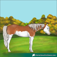 Horse Color:Silver Bay Splash