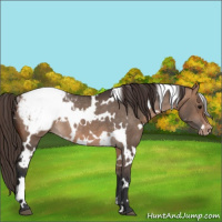 Horse Color:White Spotted Bay Dun Appaloosa Rabicano 