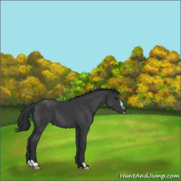 Horse Color:Black Sabino 