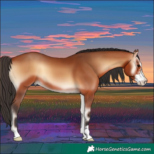 Horse Color:Bay Onyx Sabino 