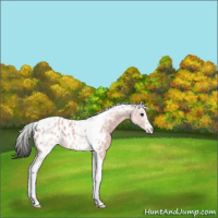 Horse Color:Platinum Bay Tobiano Appaloosa 
