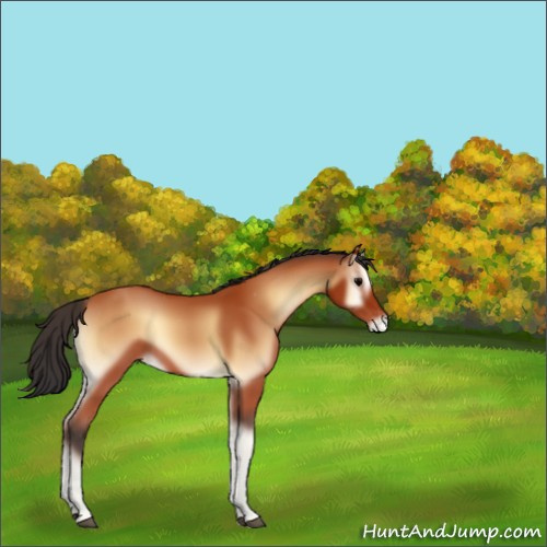 Horse Color:Bay Onyx Appaloosa