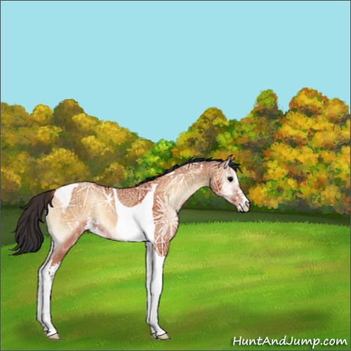 Horse Color:Bay Ice Onyx Sabino Tobiano Appaloosa 