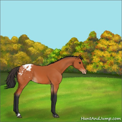 Horse Color:Bay Tobiano Blanket