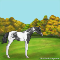 Horse Color:Black Tobiano Varnish 
