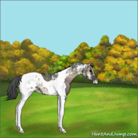 Horse Color:Blue Onyx Tobiano Appaloosa