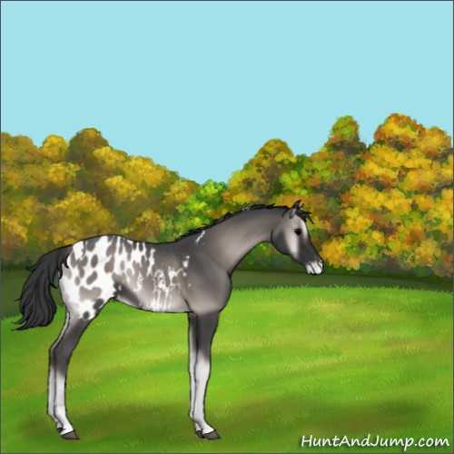 Horse Color:Platinum Blue Onyx Tobiano Blanket 