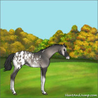 Horse Color:Platinum Blue Onyx Tobiano Appaloosa 