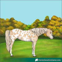 Horse Color:Palomino Dun Sabino Appaloosa 