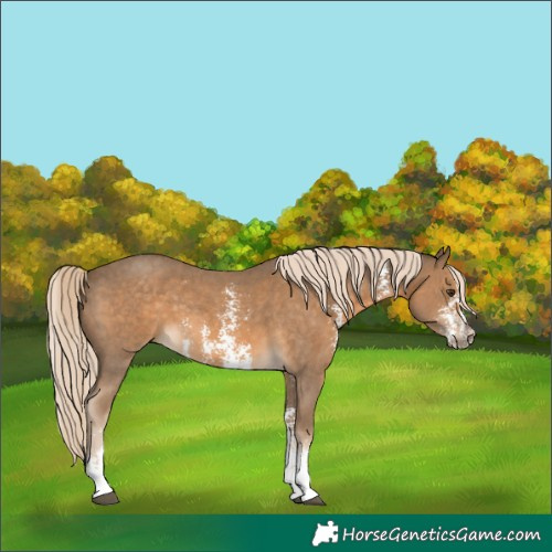 Horse Color:Chocolate Palomino Sabino 