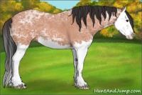 Horse Color:Bay Ice Roan Splash 