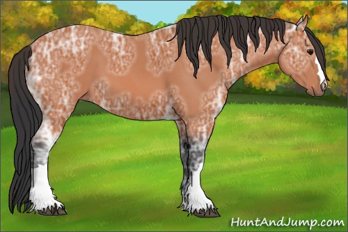 Horse Color:Bay Ice