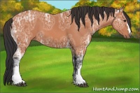 Horse Color:Bay Ice 