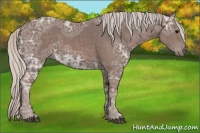Horse Color:Silver Black Ice 