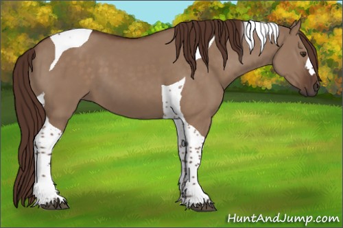 Horse Color:Liver Red Dun Tobiano 