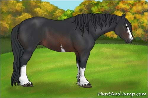 Horse Color:White Spotted Brown 