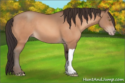 Horse Color:Sable Champagne 
