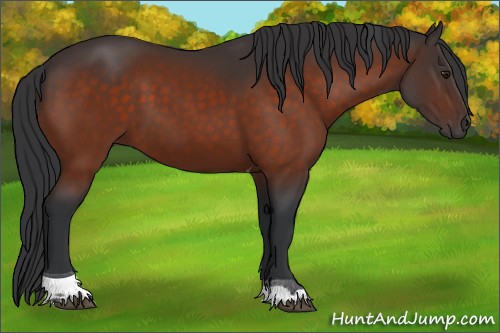 Horse Color:Brown Tobiano 
