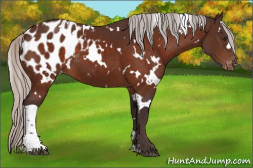Horse Color:White Spotted Silver Brown Appaloosa 