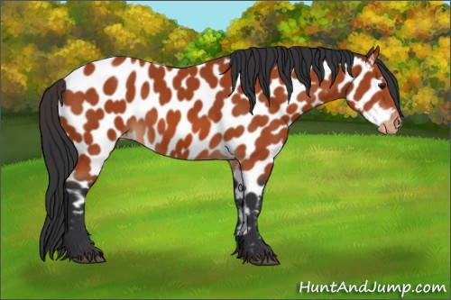Horse Color:Brown Appaloosa 