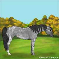 Horse Color:Blue Ice Roan 