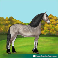 Horse Color:Grullo Ice Onyx Sabino