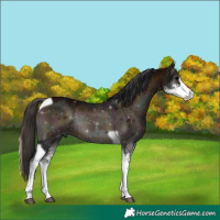 Horse Color:Midnight Bay Onyx Sabino Tobiano 