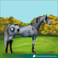 Horse Color:ERROR: UNKNOWN ANOMALY