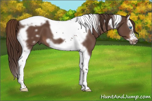 Horse Color:Liver Chestnut Splash Tobiano Frame 