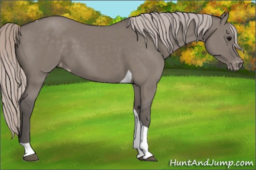 Horse Color:Silver Grullo Tobiano Appaloosa 