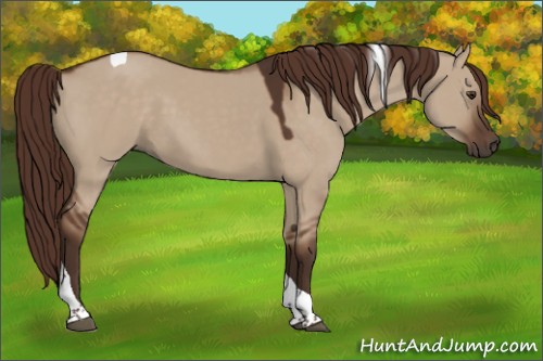 Horse Color:Liver Red Dun Tobiano 
