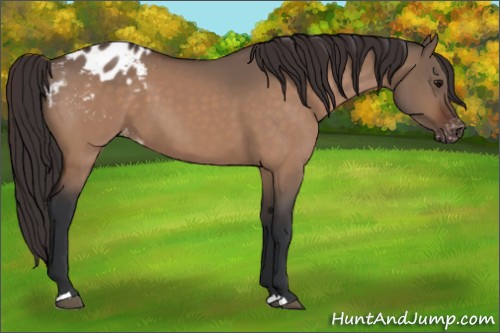 Horse Color:Bay Dun Appaloosa 