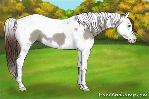 Horse Color:Liver Red Dun Splash Tobiano 