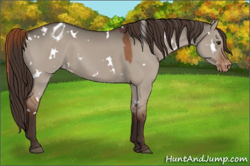 Horse Color:White Spotted Liver Red Dun Appaloosa 