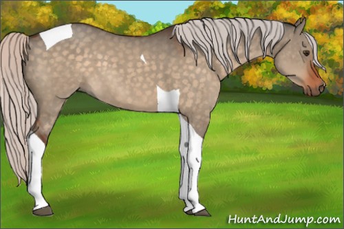 Horse Color:Silver Brown Dun Tobiano 