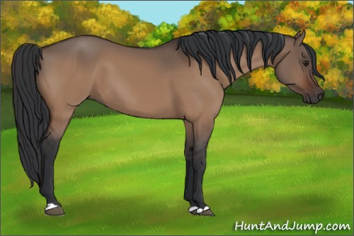 Horse Color:Brown Dun 