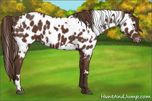 Horse Color:White Spotted Liver Chestnut Appaloosa 