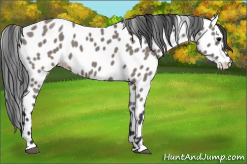 Horse Color:Grullo Appaloosa 