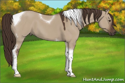 Horse Color:Liver Red Dun Tobiano 